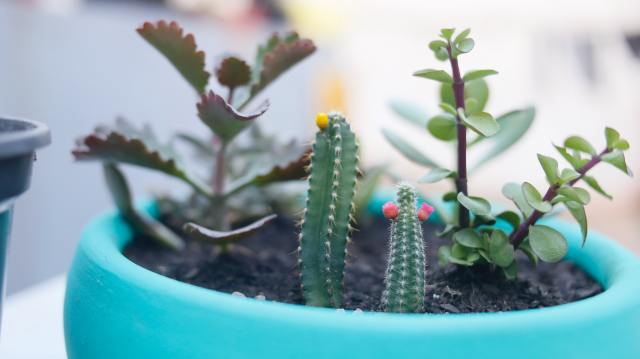 green-cactus-in-blue-pot-4058155